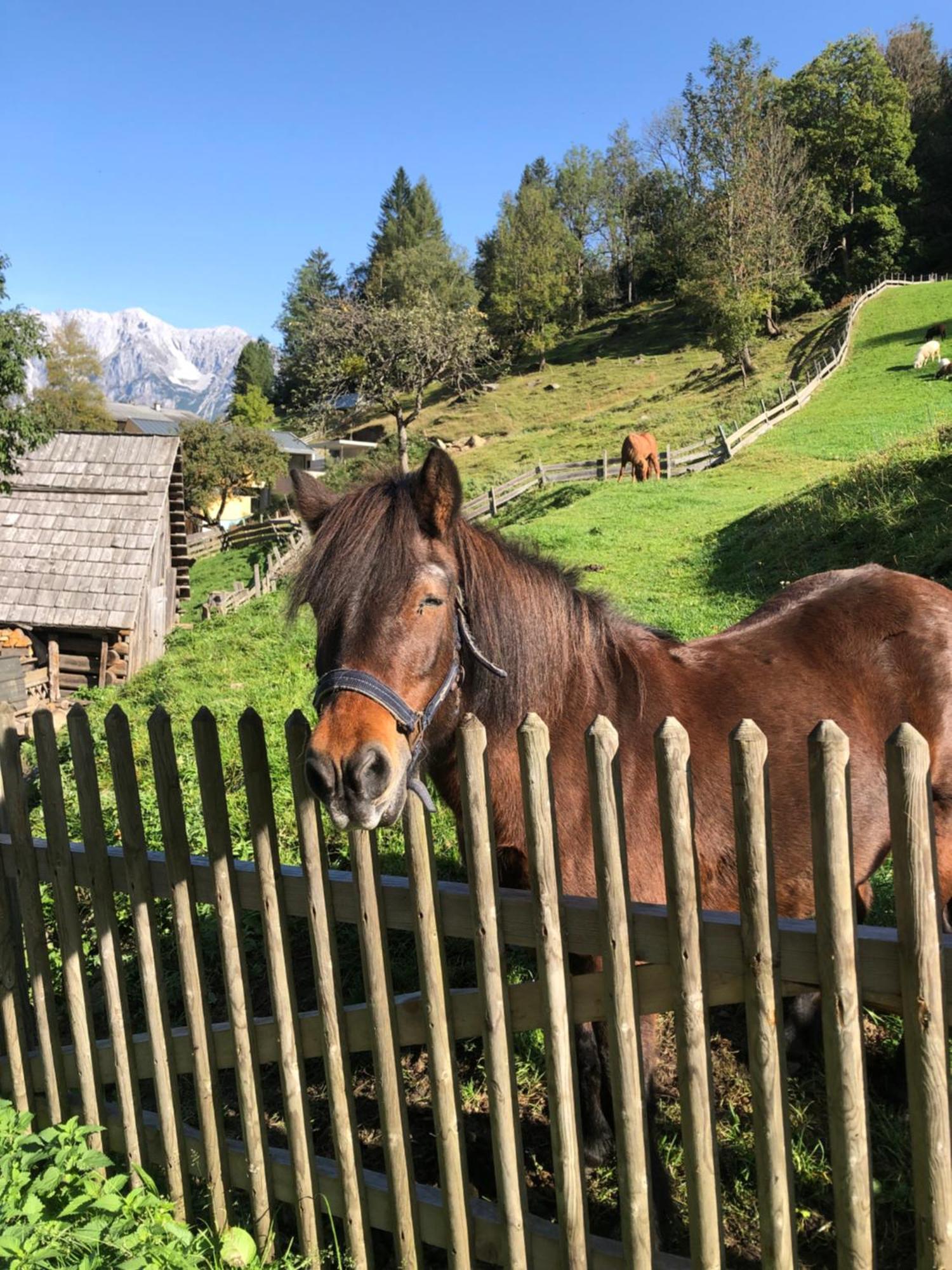 Villa Auerhof à Schladming Extérieur photo