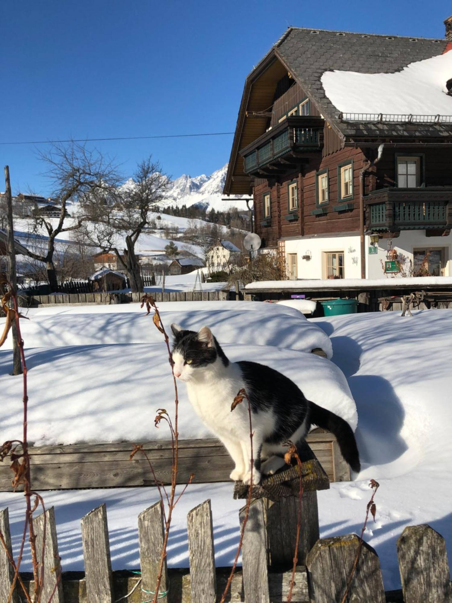 Villa Auerhof à Schladming Extérieur photo
